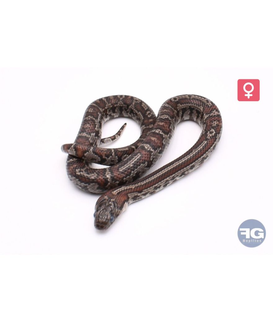 Lampropeltis mexicana granite abberant Femelle