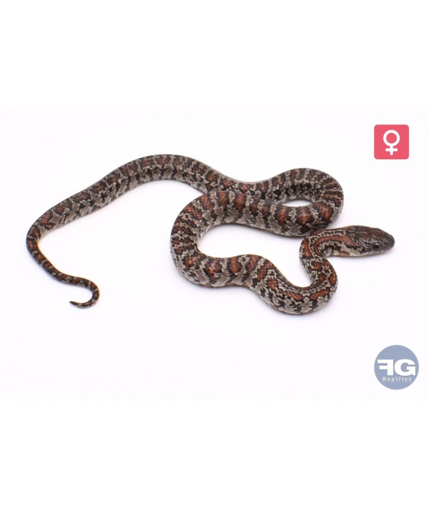 Lampropeltis mexicana granite abberant Femelle