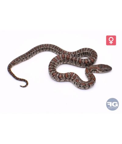 Lampropeltis mexicana granite abberant Femelle
