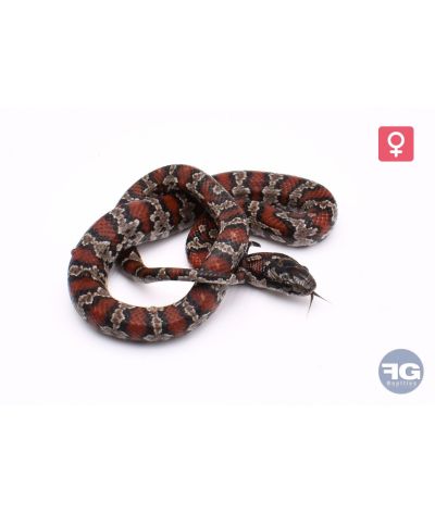 Lampropeltis mexicana classique Femelle