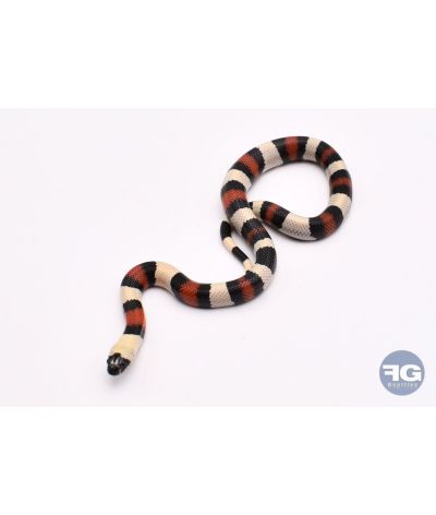 Lampropeltis campbelli localité Zapotitlan