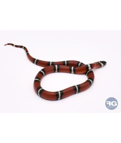Lampropeltis triangulum nelsoni classique DH T+ Splodged