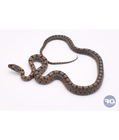 Pantherophis bairdi Localité Texas
