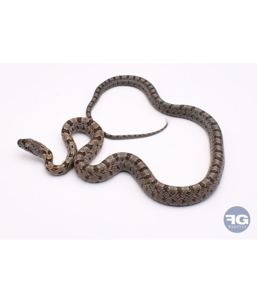 Pantherophis bairdi Localité Texas
