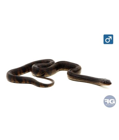 Pituophis lodingi mâle