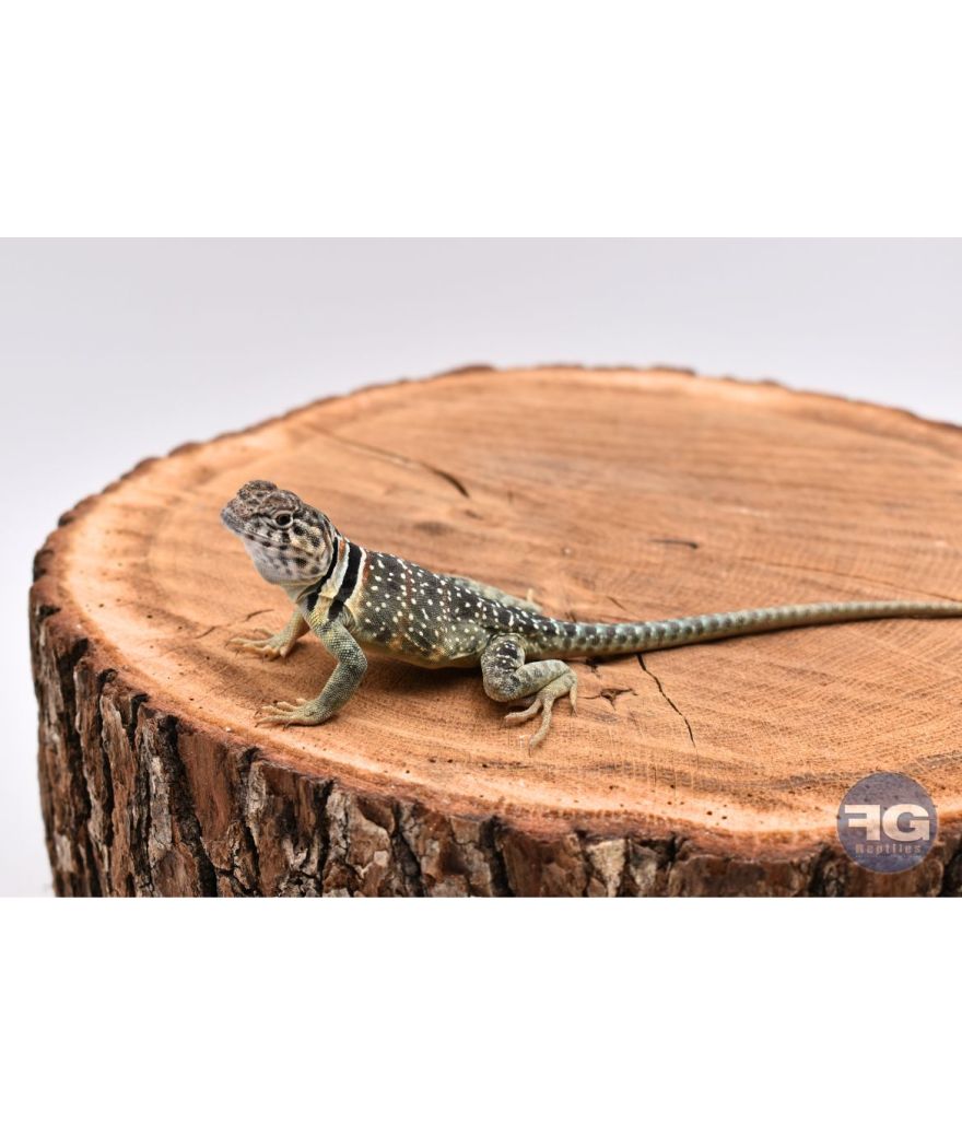 Crotaphytus collaris Wichita Mountains