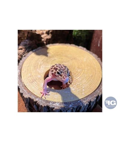 Cachette creuse boîte à mue faux rondin 20 x 20 x 11 cm