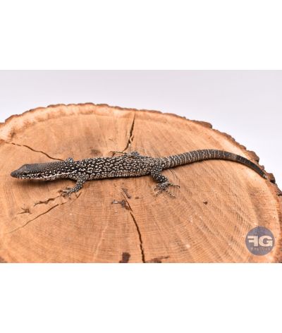 Varanus similis NC 2025 2 défaut queue