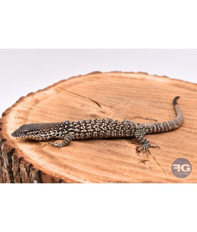 Varanus similis NC 2025 1 défaut queue