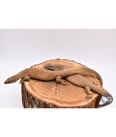 Varanus acanthurus Red Ackies couple NC 2024