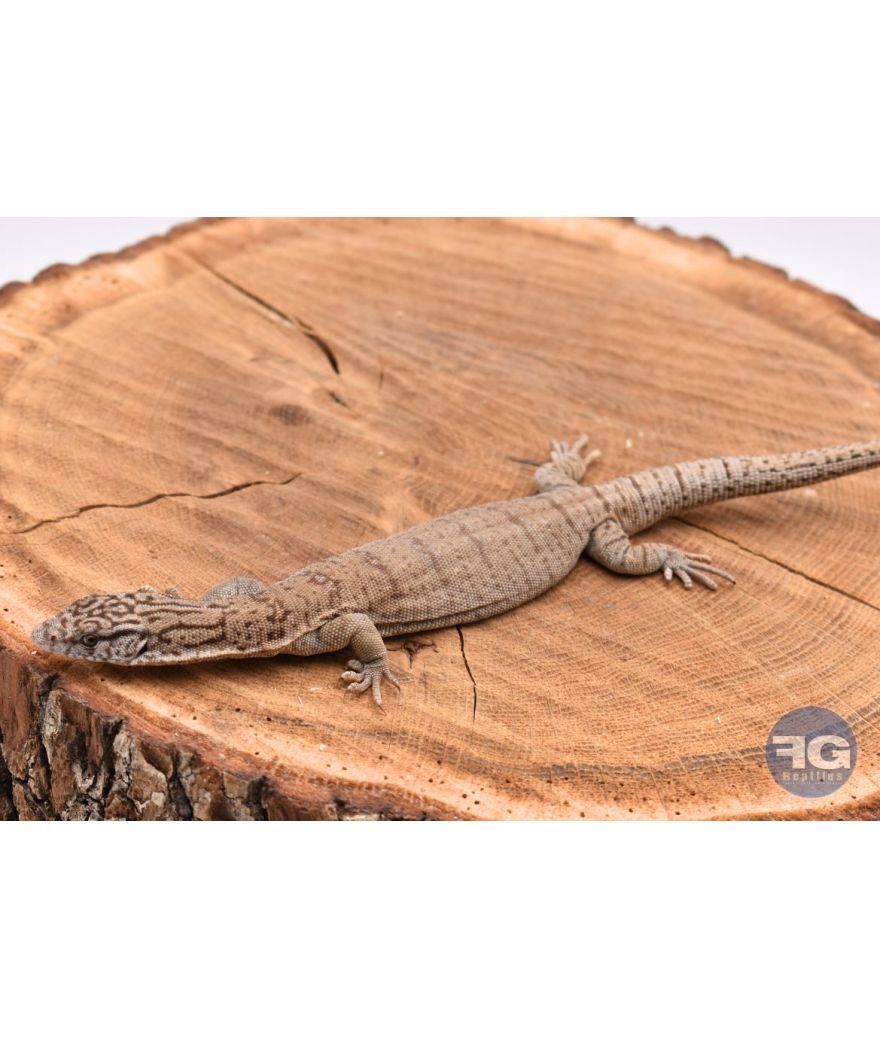Varanus gilleni NC 2024