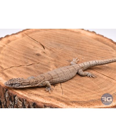 Varanus gilleni NC 2024
