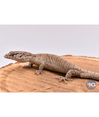 Varanus gilleni NC 2024