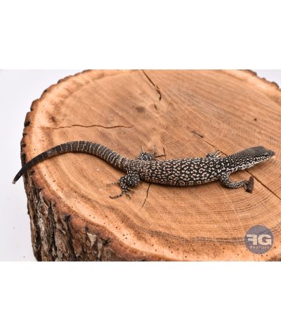 Varanus similis NC 2025 2 défaut queue