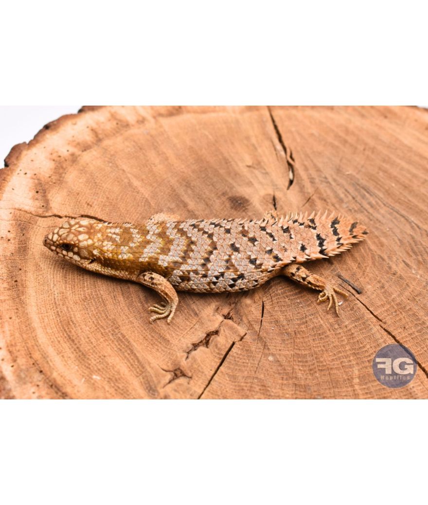 Egernia depressa femelle NC 2024