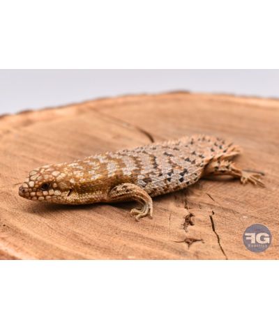 Egernia depressa femelle NC 2024