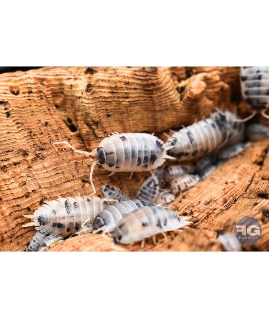 Porcellio laevis "Dairy Cow"