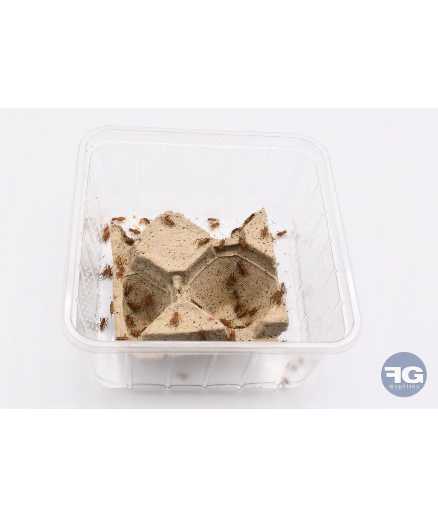Boîte grillon domestique Acheta domestica