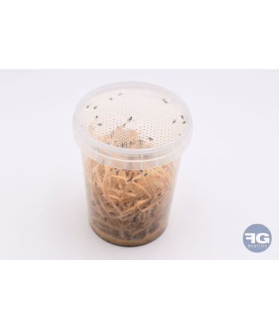 Drosophiles hydei 3mm - Pot 0,5L