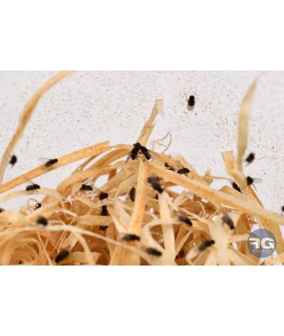 Drosophiles hydei 3mm - Pot 0,5L