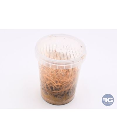 Drosophiles melanogaster 1mm - Pot 0,5L