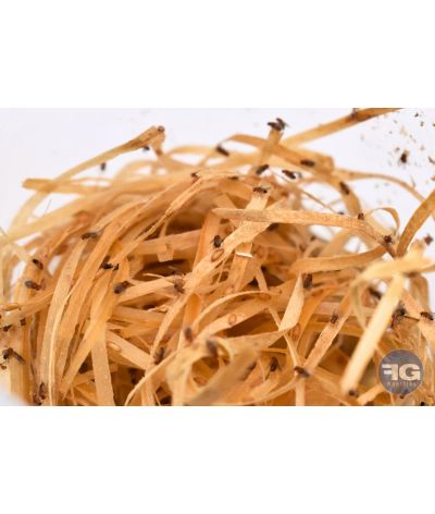 Drosophiles melanogaster 1mm - Pot 0,5L