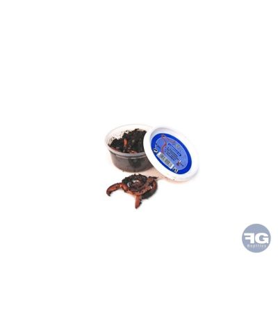 Gros Vers De Terre canadiens boîte de 10