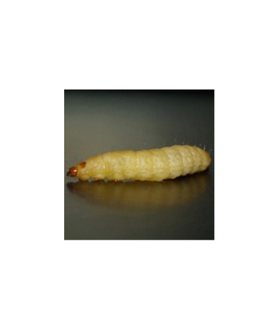 Teigne de ruche boite 30-40 pièces