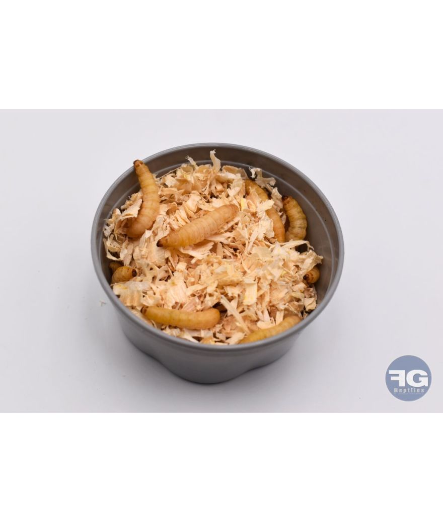 Teigne de ruche boite de 50 pièces