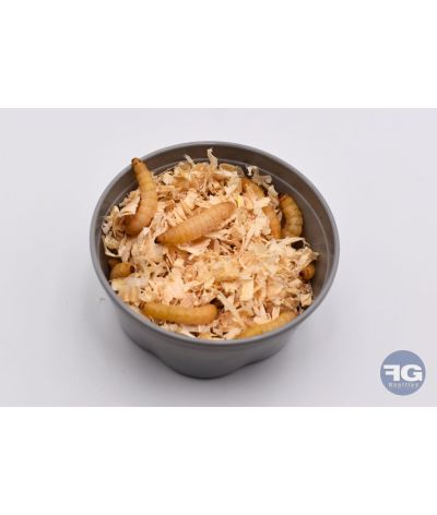 Teigne de ruche boite de 50 pièces