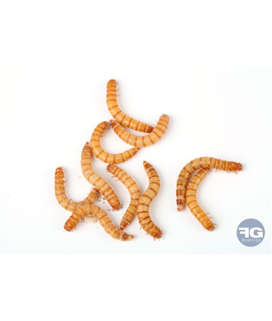 Vers de farine vivants boite de 50g