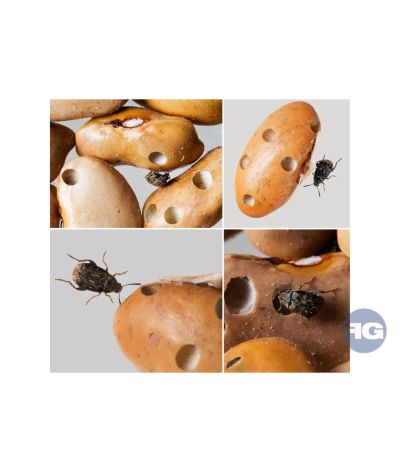 Bruches du haricot