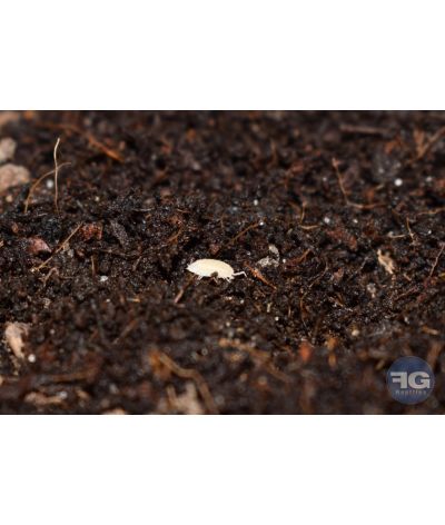 Cloportes tropicaux Trichorhina tomentosa boite