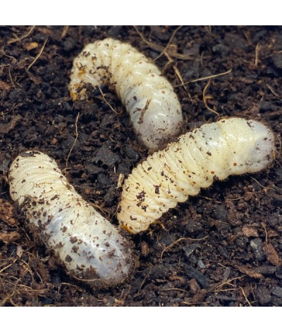 Larves Dollas boite 10 pièces