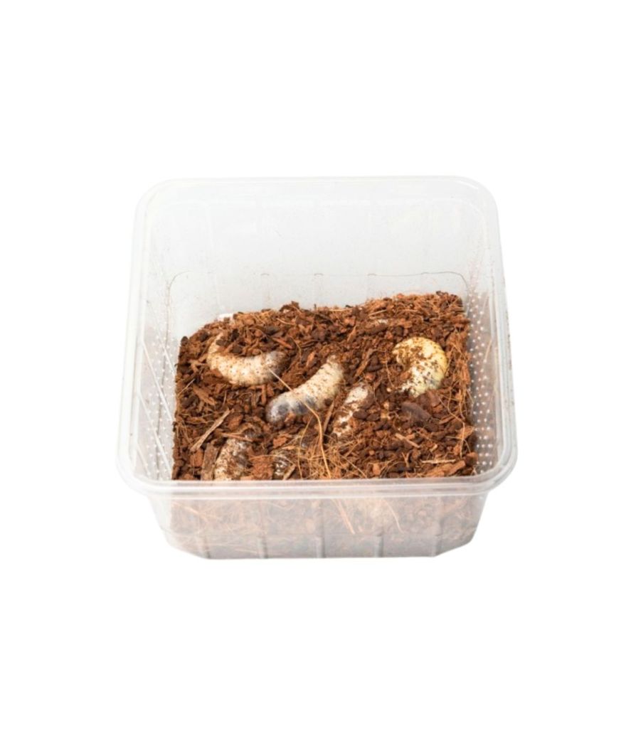 copy ofLarves Dollas boite 10 pièces