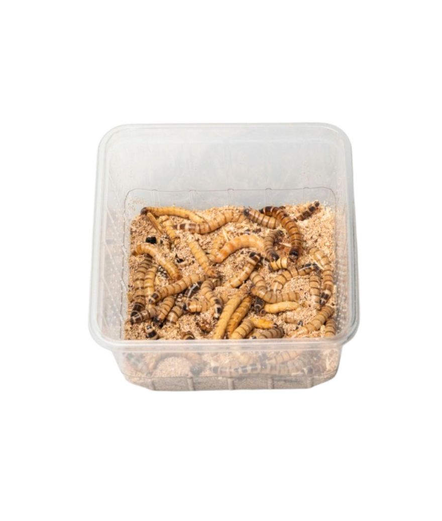 copy ofVers morio boite 50g