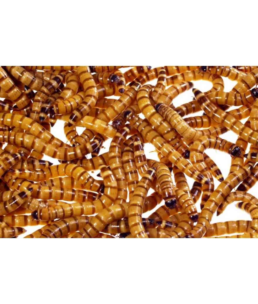 Vers morio carton 1kg