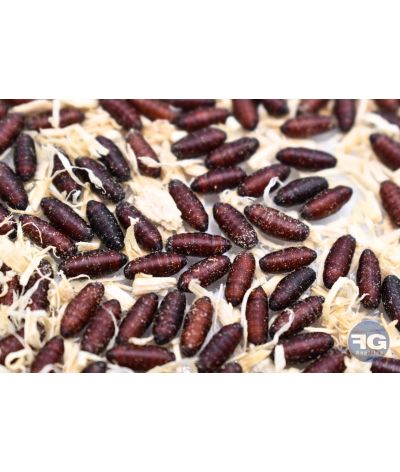 Pupes de mouche gozzer Calliphora vomitoria