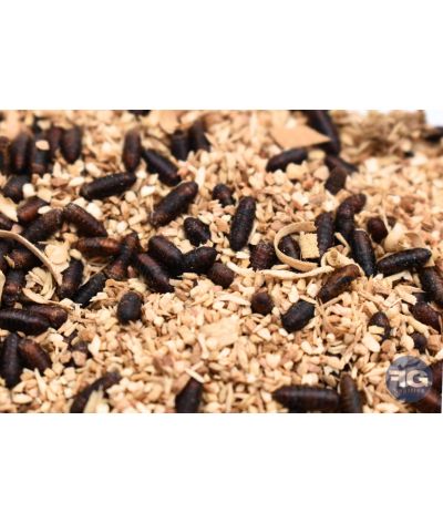 Pupes de mouche pinkies Lucilia sericata 30g