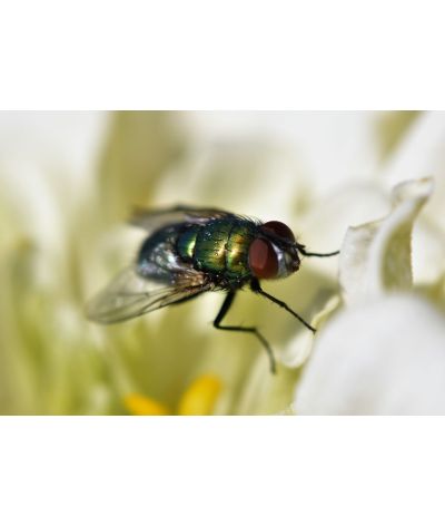 Pupes de mouche pinkies Lucilia sericata 30g