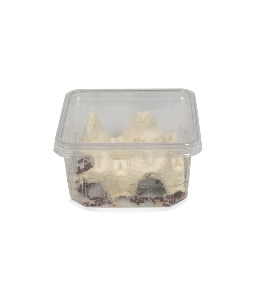 Mouches aptères - Ne vole pas - boite 0,5L