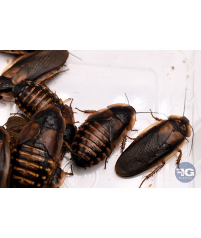 Blattes Dubia sub-adultes boite de 10 pièces