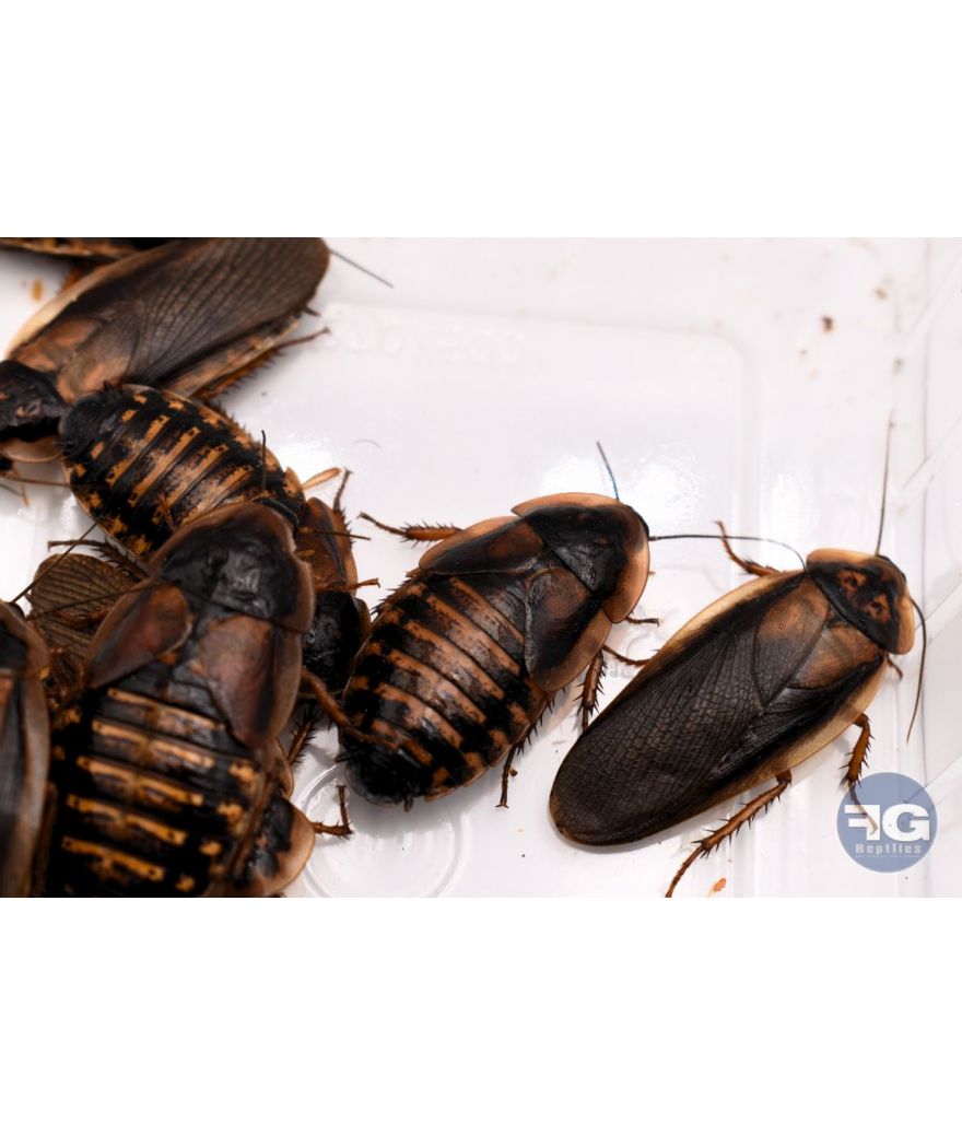 Blattes Dubia moyennes carton 100 pièces