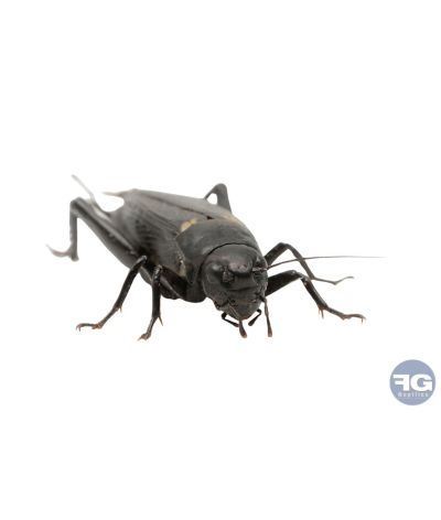 Boîte de grillons noirs Gryllus bimaculatus