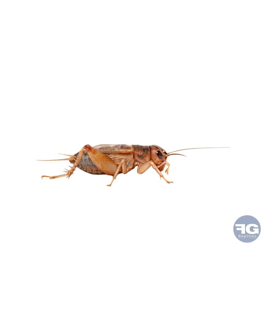 Boîte de grillons des steppes Acheta assimilis