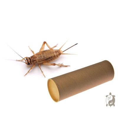 Grillons domestiques - Acheta domestica Tube