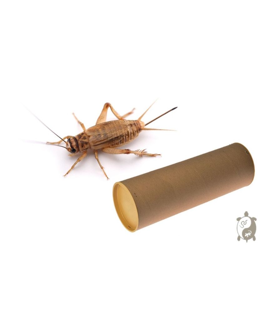 Grillons domestiques - Acheta domestica Tube