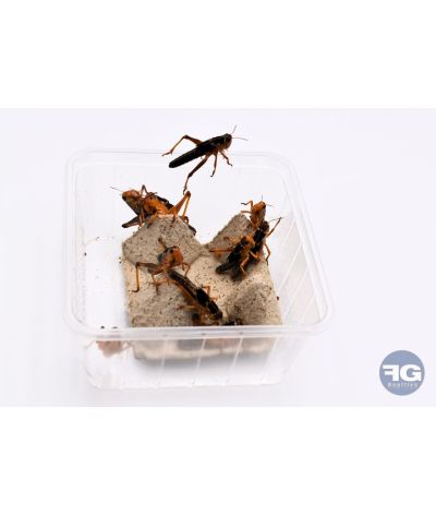 Criquets adultes boite 10 pièces