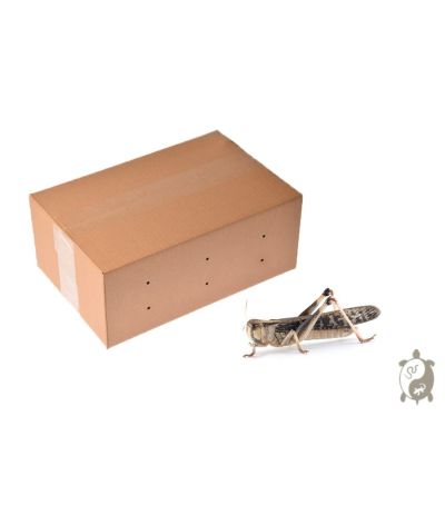 Criquets adultes carton 100 pièces