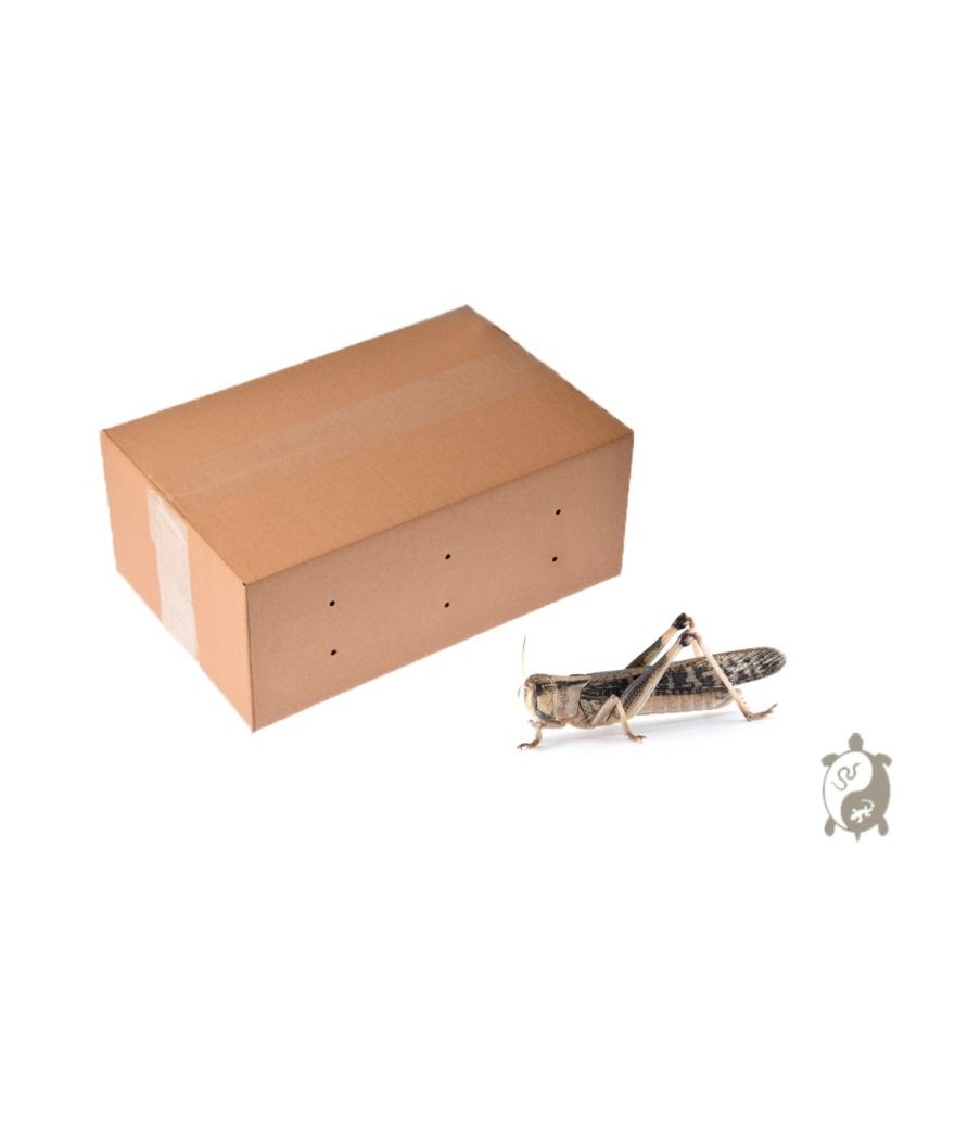 Criquets adultes carton 100 pièces